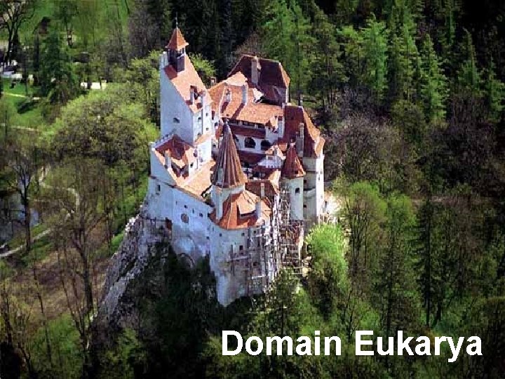 Domain Eukarya 
