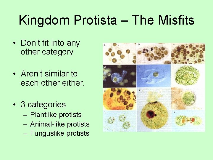 Kingdom Protista – The Misfits • Don’t fit into any other category • Aren’t