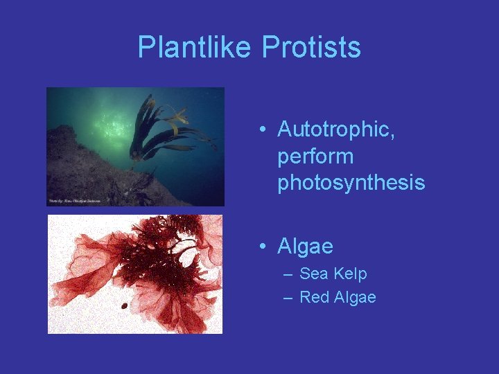 Plantlike Protists • Autotrophic, perform photosynthesis • Algae – Sea Kelp – Red Algae