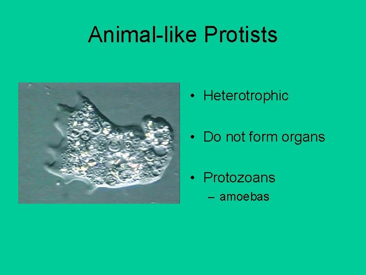 Animal-like Protists • Heterotrophic • Do not form organs • Protozoans – amoebas 