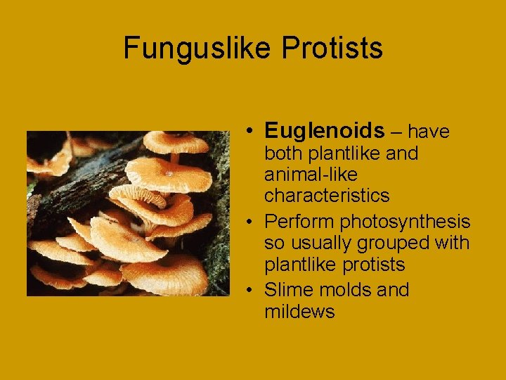 Funguslike Protists • Euglenoids – have both plantlike and animal-like characteristics • Perform photosynthesis