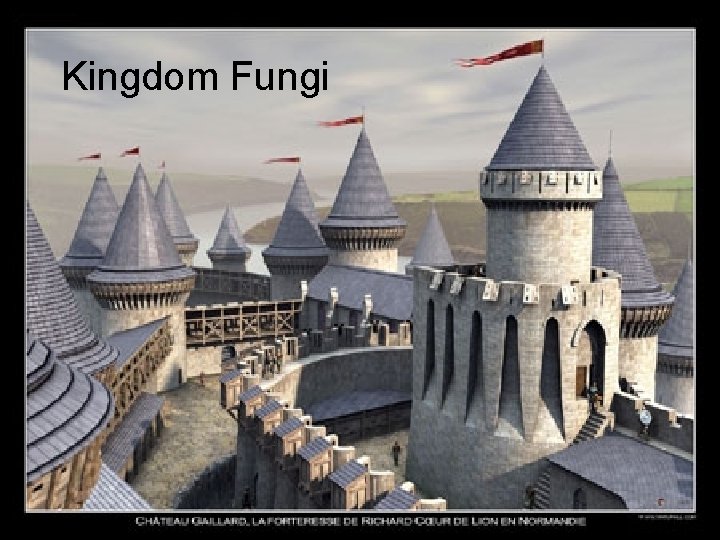 Kingdom Fungi 