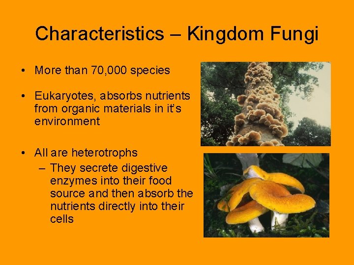 Characteristics – Kingdom Fungi • More than 70, 000 species • Eukaryotes, absorbs nutrients