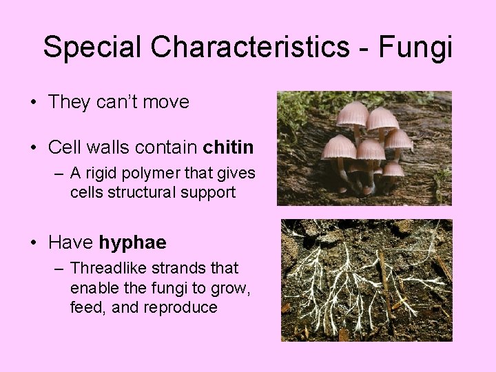 Special Characteristics - Fungi • They can’t move • Cell walls contain chitin –