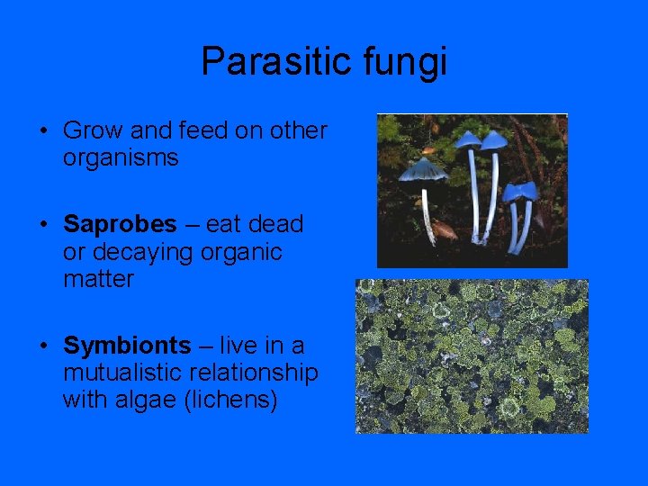 Parasitic fungi • Grow and feed on other organisms • Saprobes – eat dead