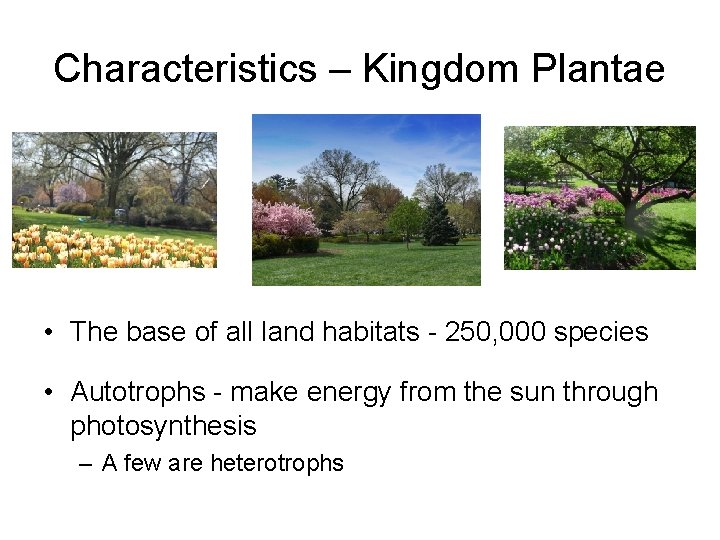 Characteristics – Kingdom Plantae • The base of all land habitats - 250, 000