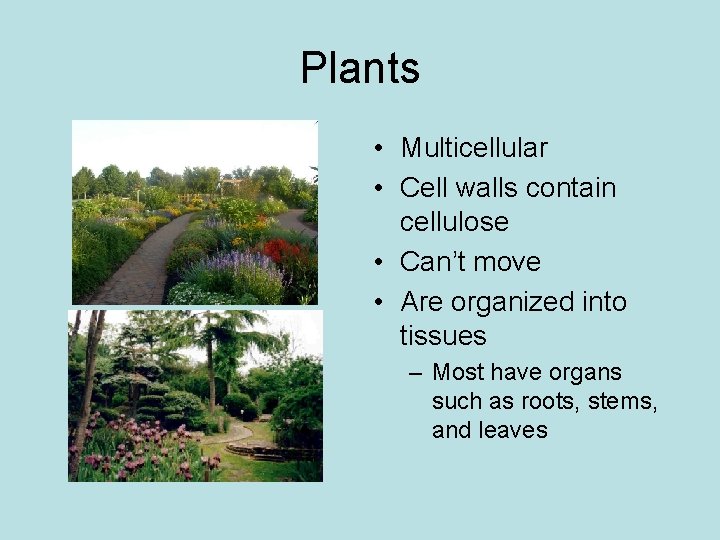 Plants • Multicellular • Cell walls contain cellulose • Can’t move • Are organized