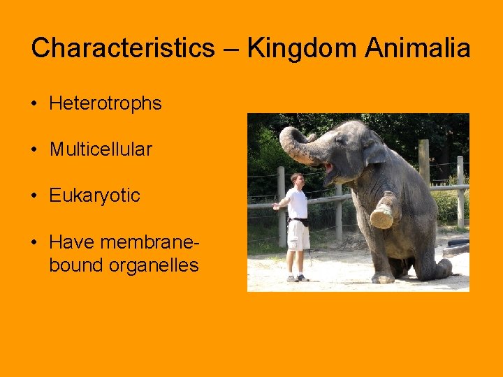 Characteristics – Kingdom Animalia • Heterotrophs • Multicellular • Eukaryotic • Have membranebound organelles