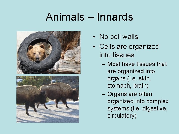 Animals – Innards • No cell walls • Cells are organized into tissues –