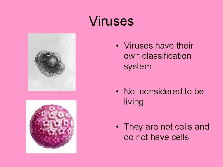 Viruses • Viruses have their own classification system • Not considered to be living