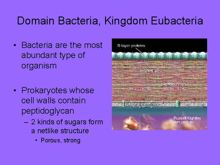 Domain Bacteria, Kingdom Eubacteria • Bacteria are the most abundant type of organism •