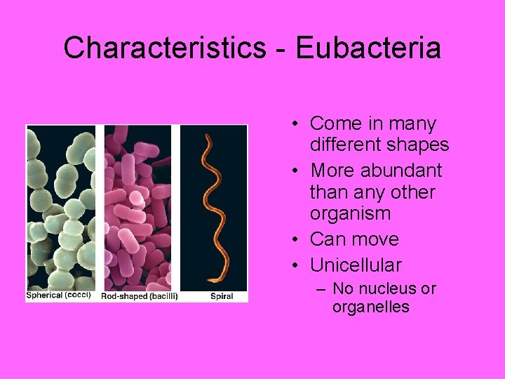 Characteristics - Eubacteria • Come in many different shapes • More abundant than any
