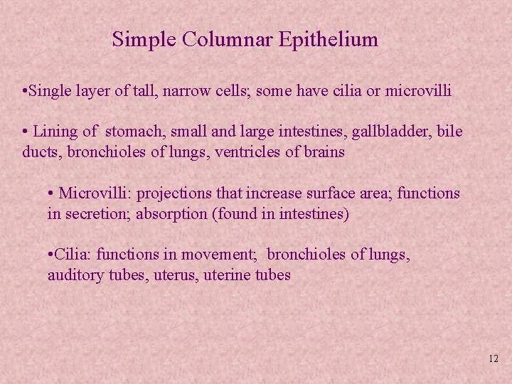 Simple Columnar Epithelium • Single layer of tall, narrow cells; some have cilia or