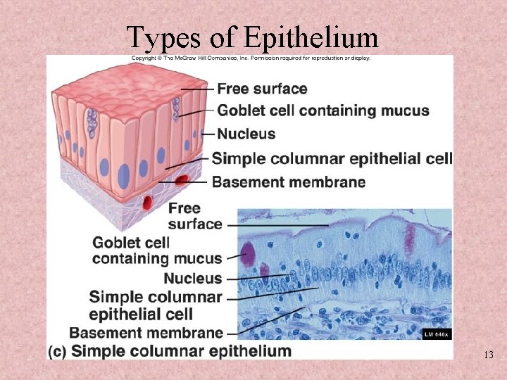 Types of Epithelium 13 