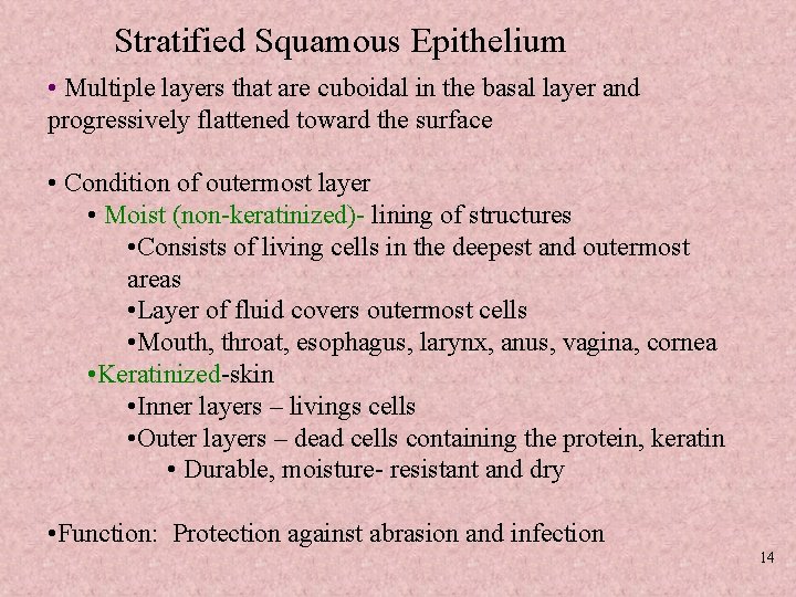 Stratified Squamous Epithelium • Multiple layers that are cuboidal in the basal layer and