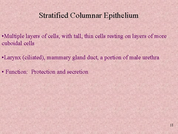 Stratified Columnar Epithelium • Multiple layers of cells, with tall, thin cells resting on