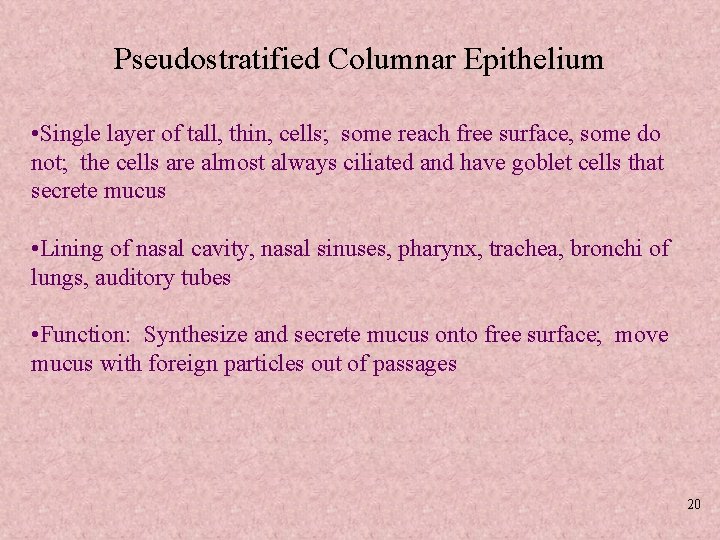 Pseudostratified Columnar Epithelium • Single layer of tall, thin, cells; some reach free surface,