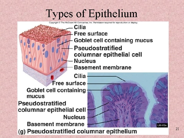 Types of Epithelium 21 