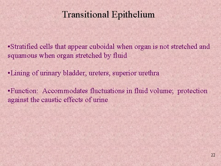 Transitional Epithelium • Stratified cells that appear cuboidal when organ is not stretched and