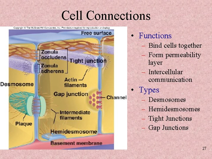 Cell Connections • Functions – Bind cells together – Form permeability layer – Intercellular