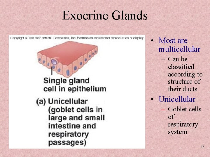 Exocrine Glands • Most are multicellular – Can be classified according to structure of