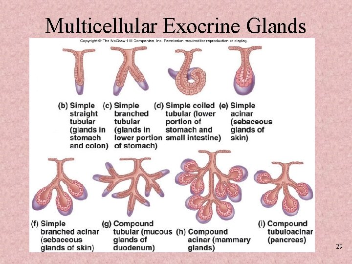 Multicellular Exocrine Glands 29 