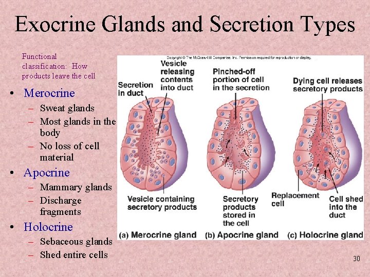 Exocrine Glands and Secretion Types Functional classification: How products leave the cell • Merocrine