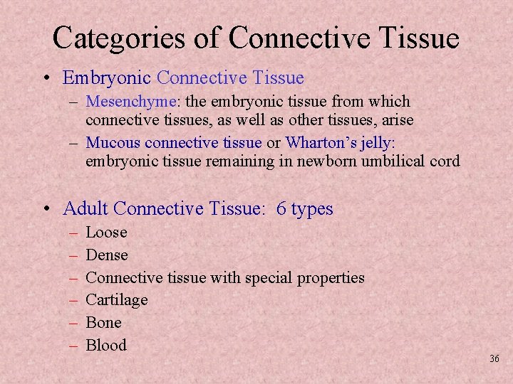 Categories of Connective Tissue • Embryonic Connective Tissue – Mesenchyme: the embryonic tissue from