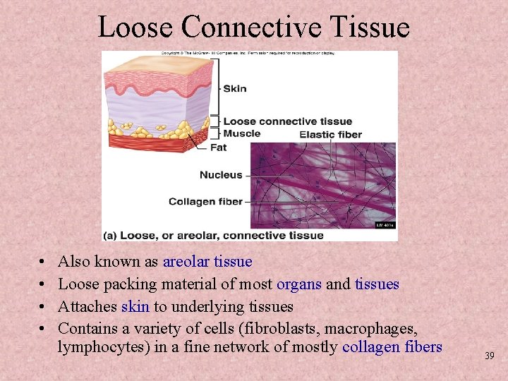 Loose Connective Tissue • • Also known as areolar tissue Loose packing material of