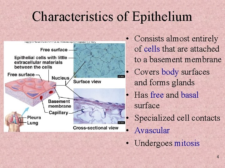 Characteristics of Epithelium • Consists almost entirely of cells that are attached to a