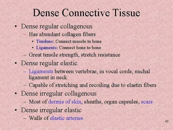 Dense Connective Tissue • Dense regular collagenous – Has abundant collagen fibers • Tendons: