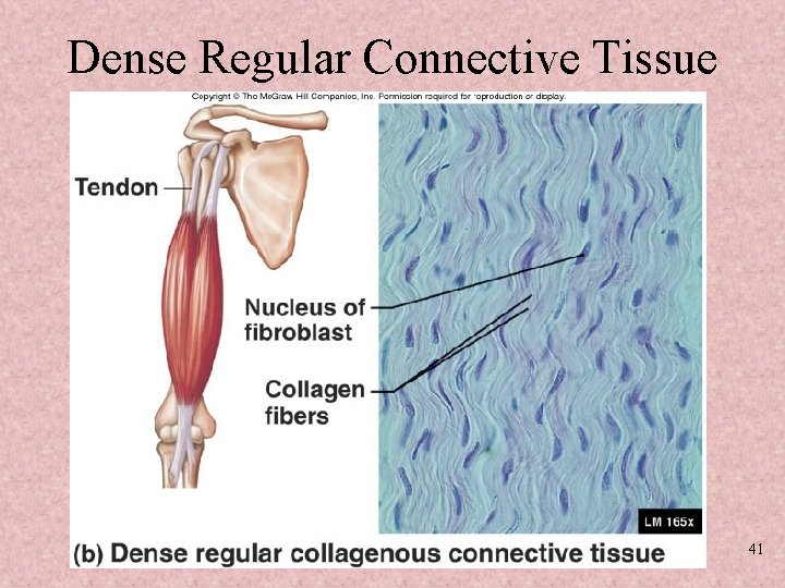 Dense Regular Connective Tissue 41 