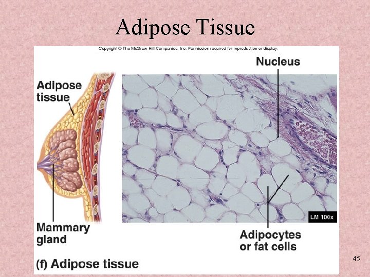 Adipose Tissue 45 