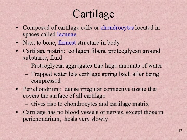 Cartilage • Composed of cartilage cells or chondrocytes located in spaces called lacunae •