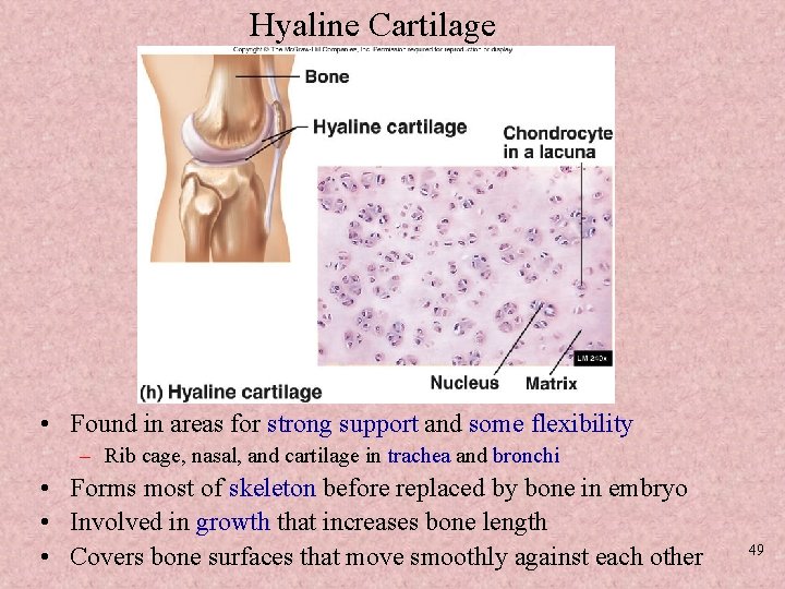 Hyaline Cartilage • Found in areas for strong support and some flexibility – Rib