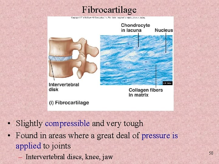 Fibrocartilage • Slightly compressible and very tough • Found in areas where a great