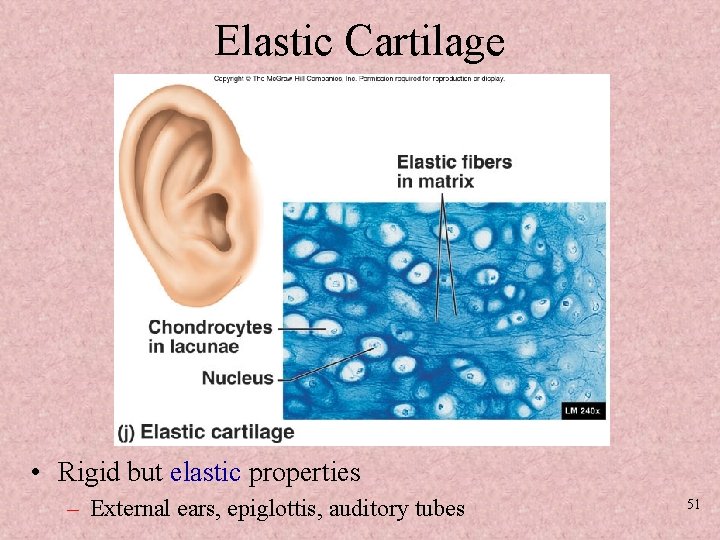 Elastic Cartilage • Rigid but elastic properties – External ears, epiglottis, auditory tubes 51