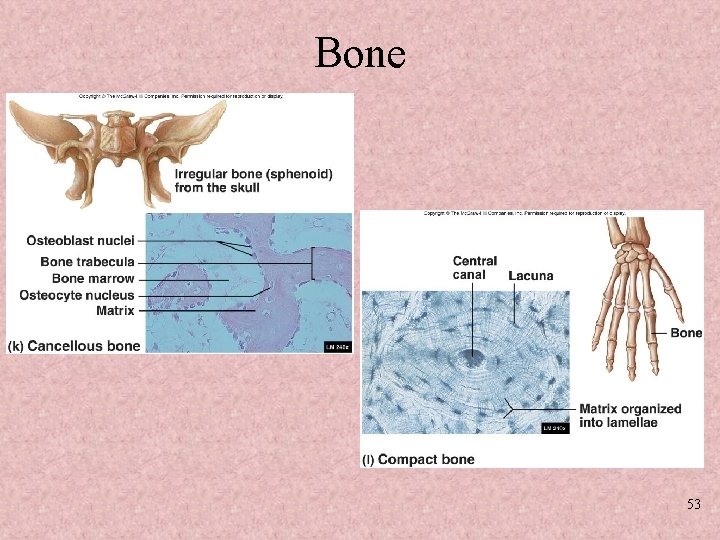 Bone 53 