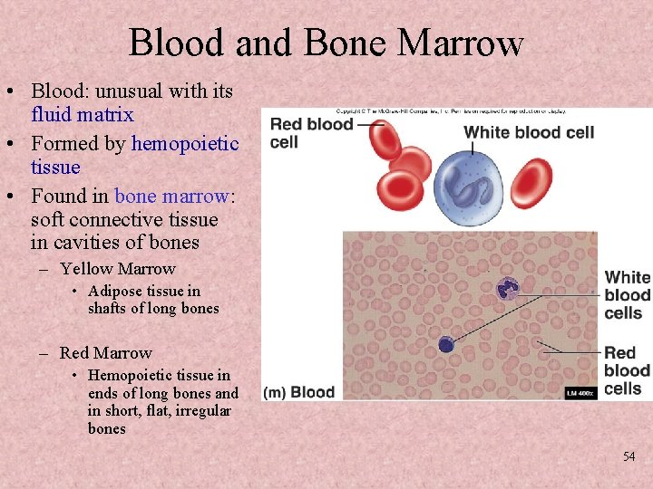 Blood and Bone Marrow • Blood: unusual with its fluid matrix • Formed by