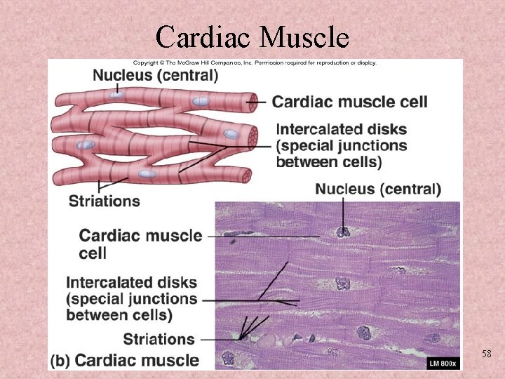 Cardiac Muscle 58 