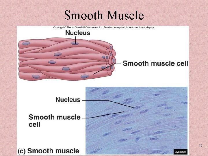 Smooth Muscle 59 