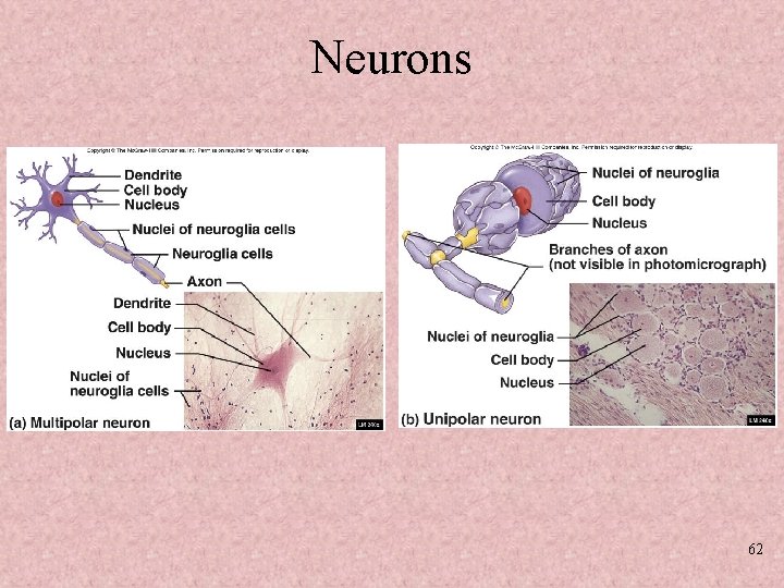 Neurons 62 