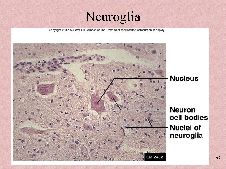 Neuroglia 63 