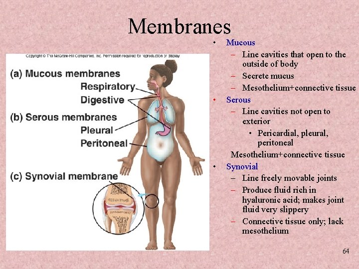 Membranes • • • Mucous – Line cavities that open to the outside of