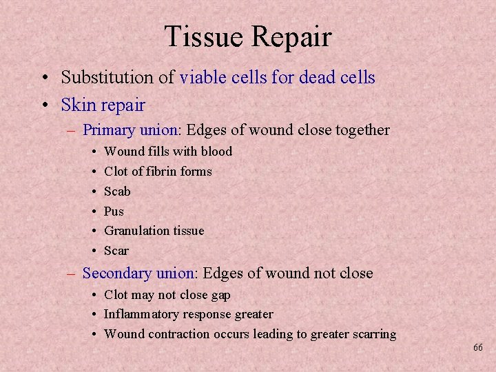 Tissue Repair • Substitution of viable cells for dead cells • Skin repair –