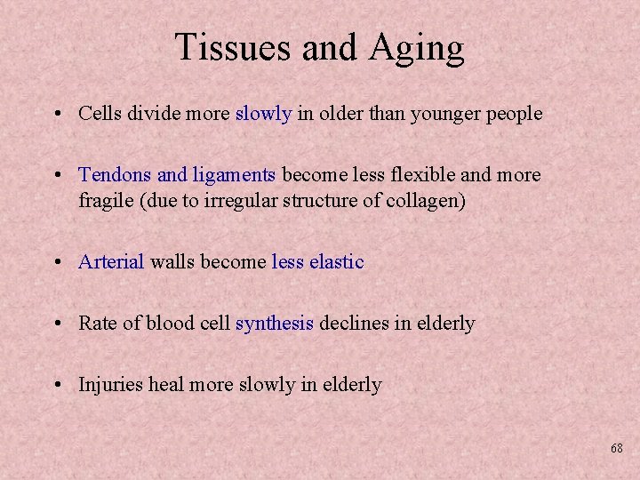 Tissues and Aging • Cells divide more slowly in older than younger people •