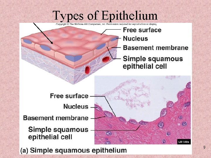 Types of Epithelium 9 