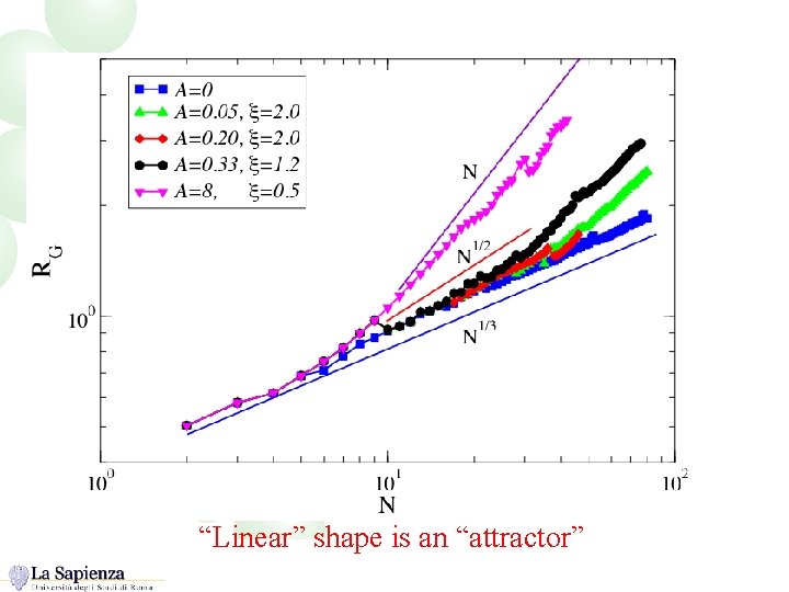 Size dependence of the cluster shape “Linear” shape is an “attractor” 