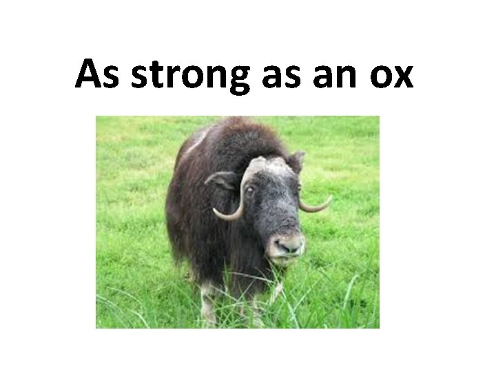 As strong as an ox As strong as an ox