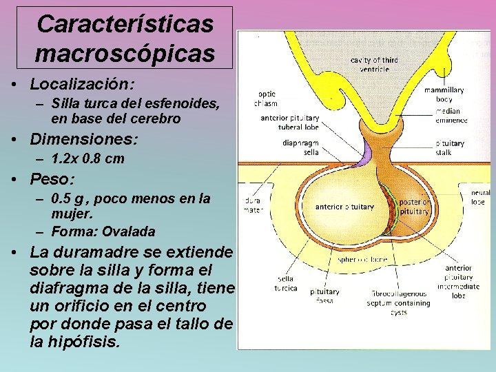 Características macroscópicas • Localización: – Silla turca del esfenoides, en base del cerebro •